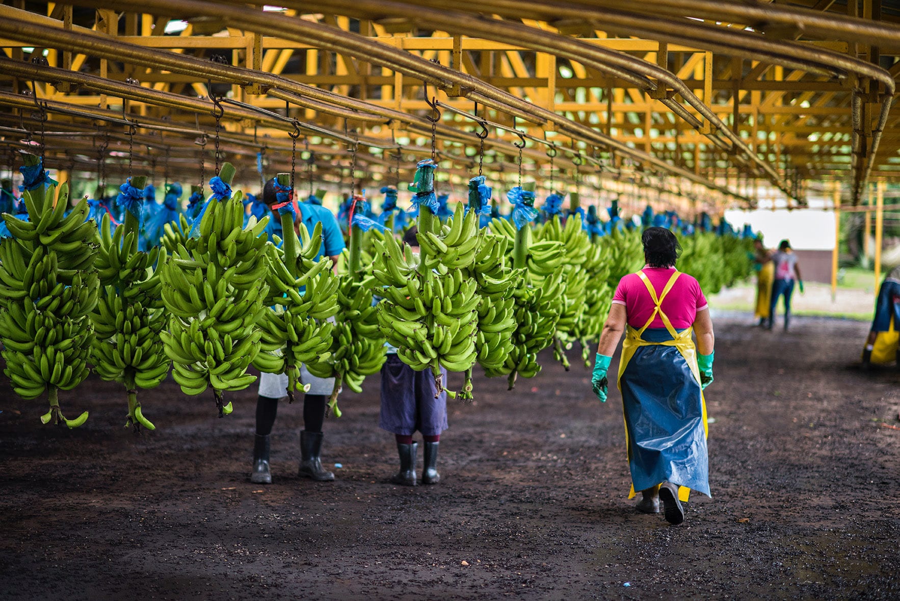 https://www.fyffes.com/wp-content/uploads/2020/12/Banana-landing.jpg