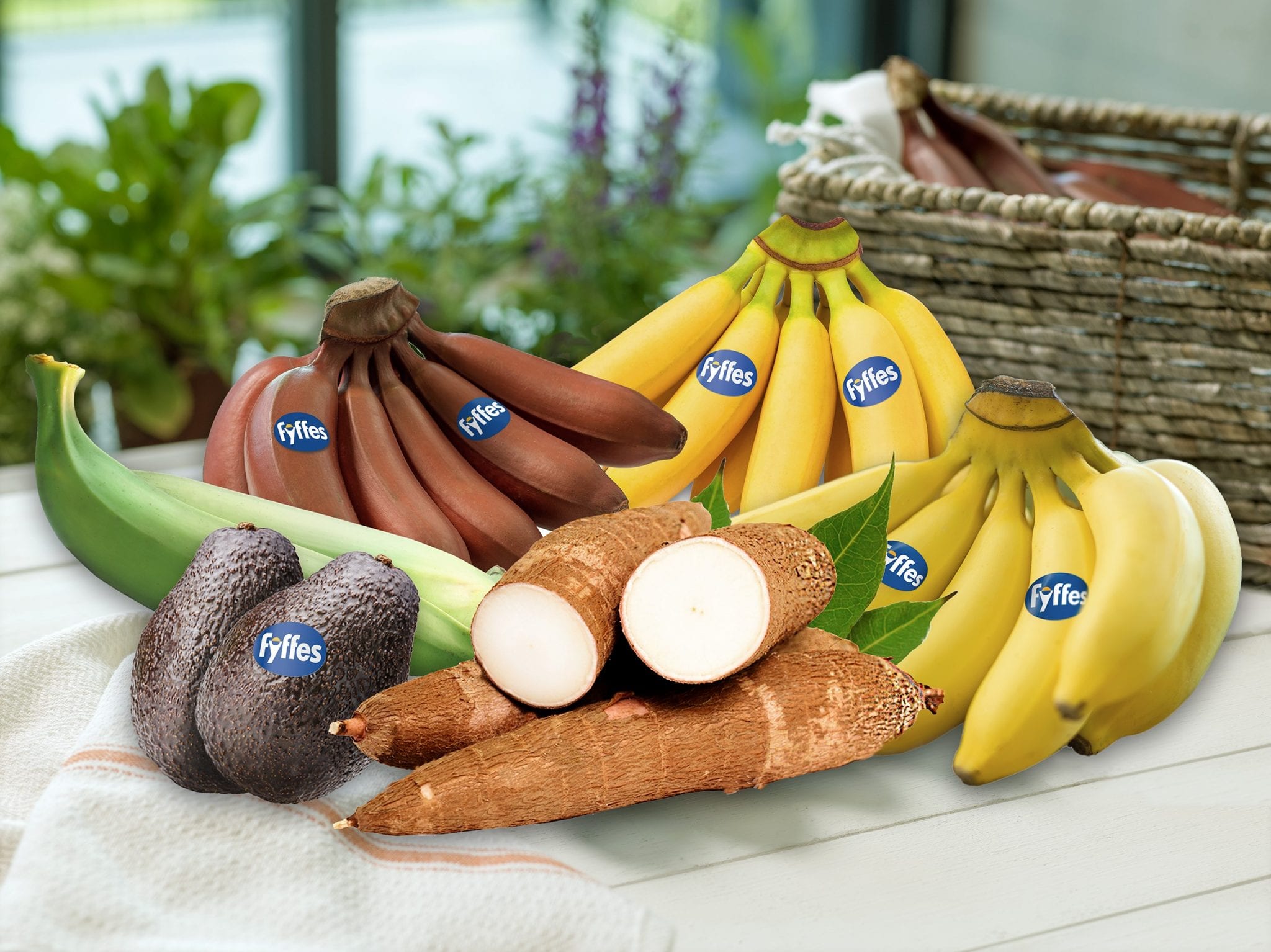 Fair Trade America® Organic Banana Basket-Monthly Subscription