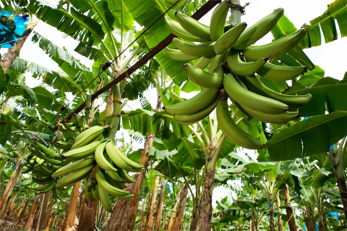 https://www.fyffes.com/wp-content/uploads/2020/12/Exotics-landing.jpg