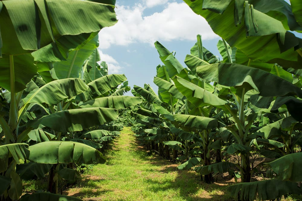 Green banana. Bunch of fresh green bananas on banana farm tree