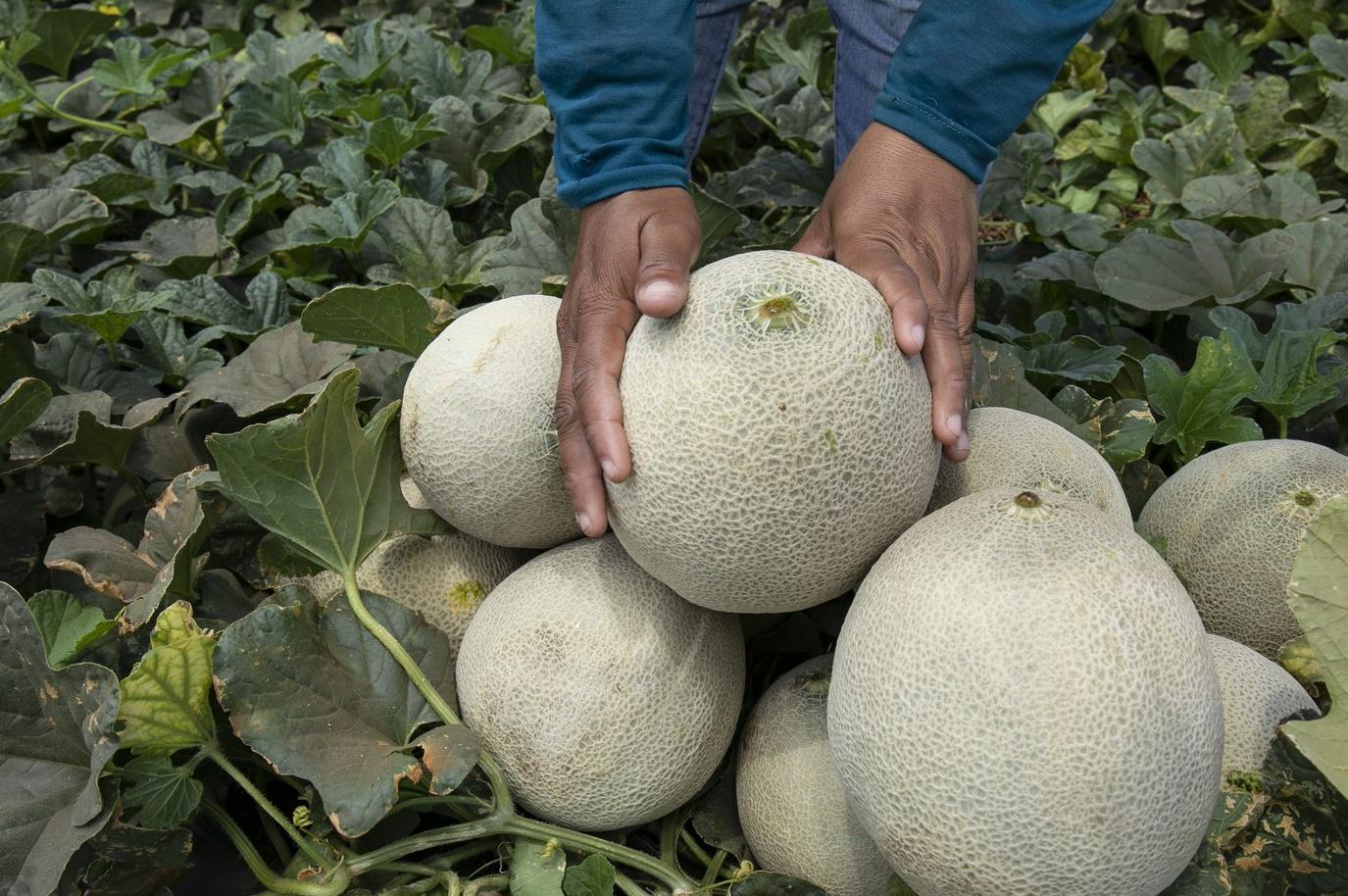 Melon farm Honduras